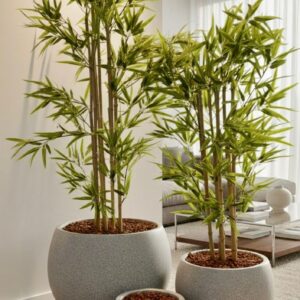 נוף - סט - בהירות בחיים ובבית