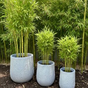 סלע – עוצמה בראשיתה של כל פינה